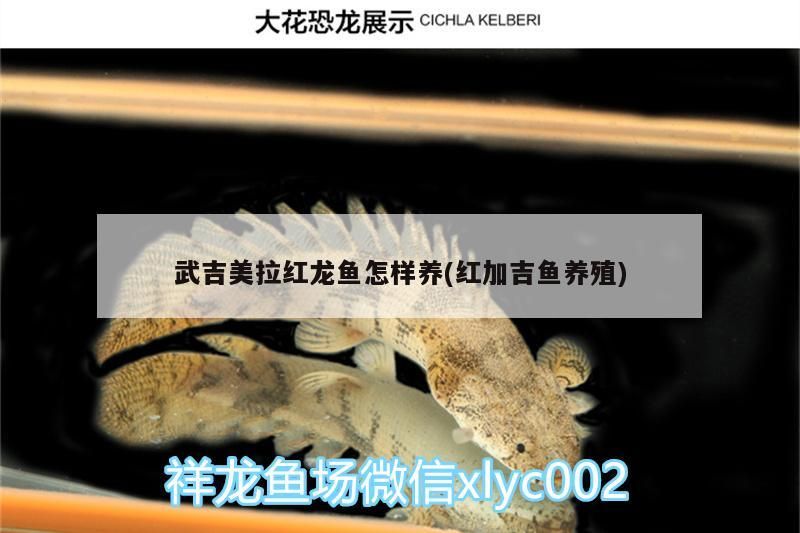 福龍 武吉美拉紅龍魚怎樣養(紅加吉魚養殖) 武吉美拉金龍魚 武吉美拉紅龍魚怎樣養(紅加吉魚養殖) 武吉美拉紅龍魚怎樣養(紅加吉魚養殖) 武吉美拉金龍魚