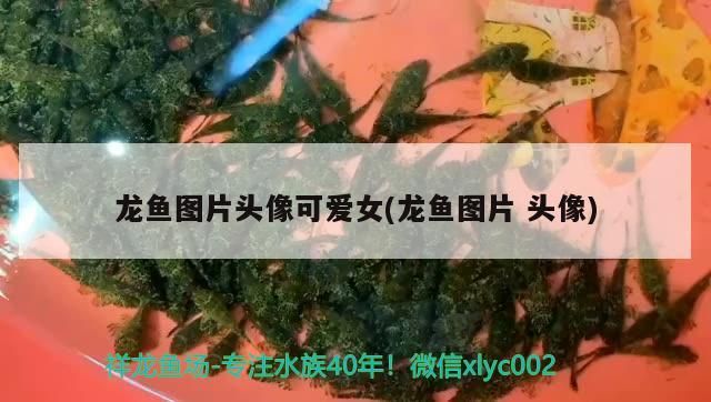 龍魚虎魚元寶鳳混養可以嗎（虎魚可以跟元寶鳳凰一起養嗎） 龍魚虎魚元寶鳳混養可以嗎（虎魚可以跟元寶鳳凰一起養嗎） 元寶鳳凰魚百科 第2張