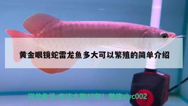 龍魚虎魚元寶鳳混養可以嗎（虎魚可以跟元寶鳳凰一起養嗎） 龍魚虎魚元寶鳳混養可以嗎（虎魚可以跟元寶鳳凰一起養嗎） 元寶鳳凰魚百科 第3張