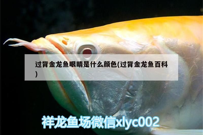 過背金龍魚眼睛是什么顏色(過背金龍魚百科) 過背金龍魚眼睛是什么顏色(過背金龍魚百科) 金龍魚百科