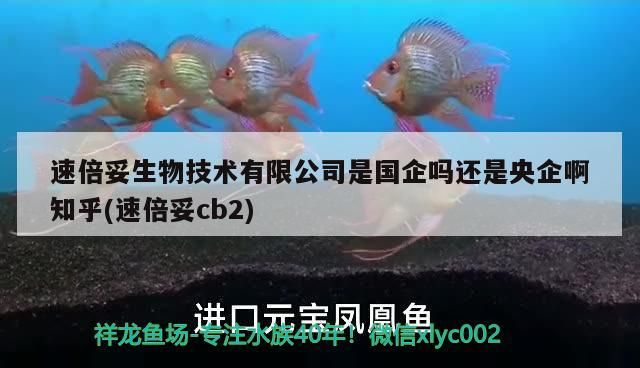 速倍妥生物技術有限公司是國企嗎還是央企啊知乎(速倍妥cb2)