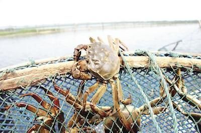海水螃蟹在淡水里能活嗎(海水螃蟹在淡水中的存活能力受到多種因素的影響) 一方水族 第4張 海水螃蟹在淡水里能活嗎(海水螃蟹在淡水中的存活能力受到多種因素的影響) 海水螃蟹在淡水里能活嗎(海水螃蟹在淡水中的存活能力受到多種因素的影響) 一方水族 第4張
