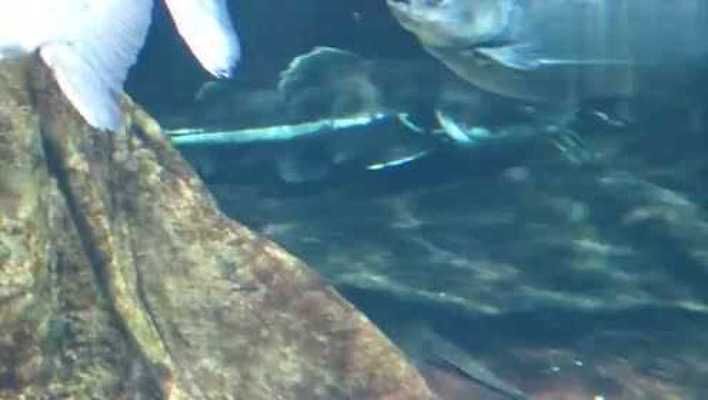 水族館魚類介紹大全視頻播放：水族館魚類介紹大全