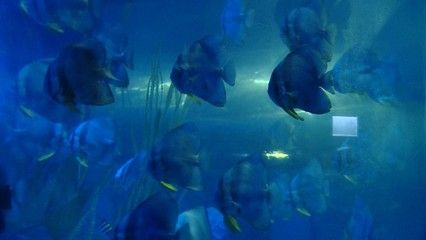 水族館行業會有發展潛力嗎為什么：水族館行業發展前景 水族館行業會有發展潛力嗎為什么：水族館行業發展前景 水族館百科（水族館加盟） 第4張