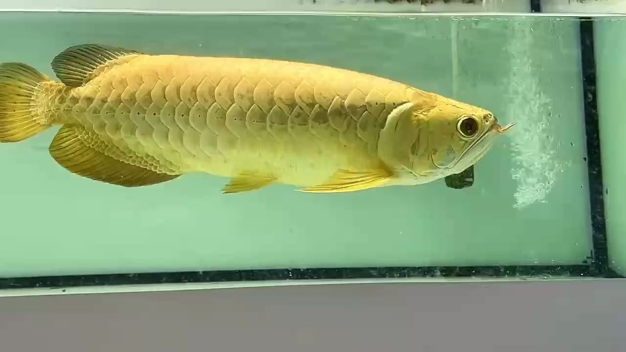 點個關注：分享新加坡炮彈頭金條