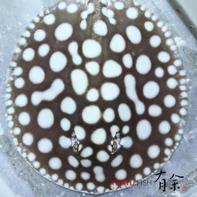 魟魚有點脫皮裙邊翹起來：魟魚出現(xiàn)脫皮并且裙邊翹起的癥狀是由多種因素引起的