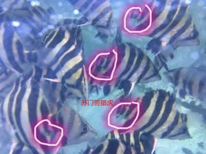 印尼虎與蘇門(mén)答臘虎的區(qū)別：印尼虎與蘇門(mén)答臘虎的區(qū)別， 印尼虎與蘇門(mén)答臘虎的區(qū)別：印尼虎與蘇門(mén)答臘虎的區(qū)別， 虎魚(yú)百科 第3張