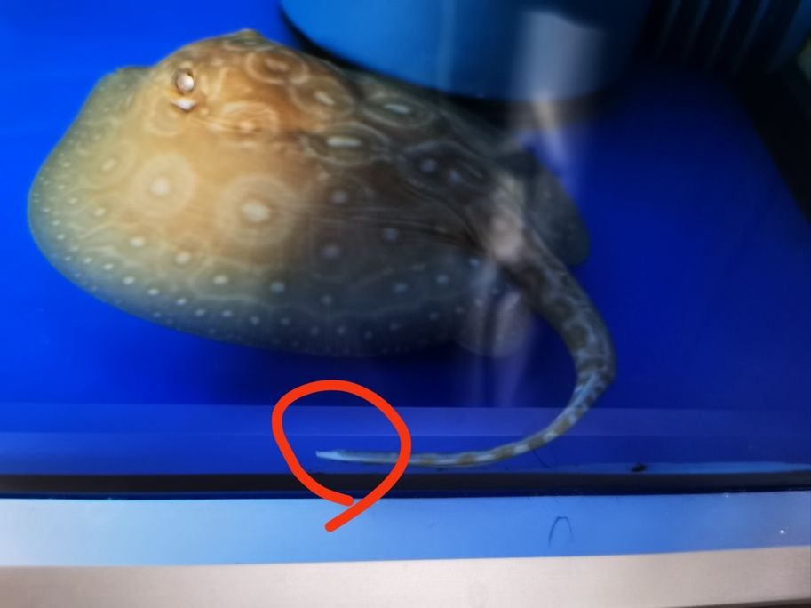 魟魚(yú)尾巴被咬 龍魚(yú)論壇 第1張 魟魚(yú)尾巴被咬 魟魚(yú)尾巴被咬 龍魚(yú)論壇 第1張