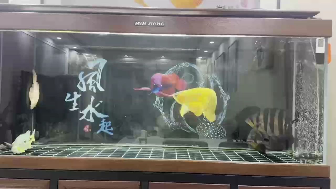 龍