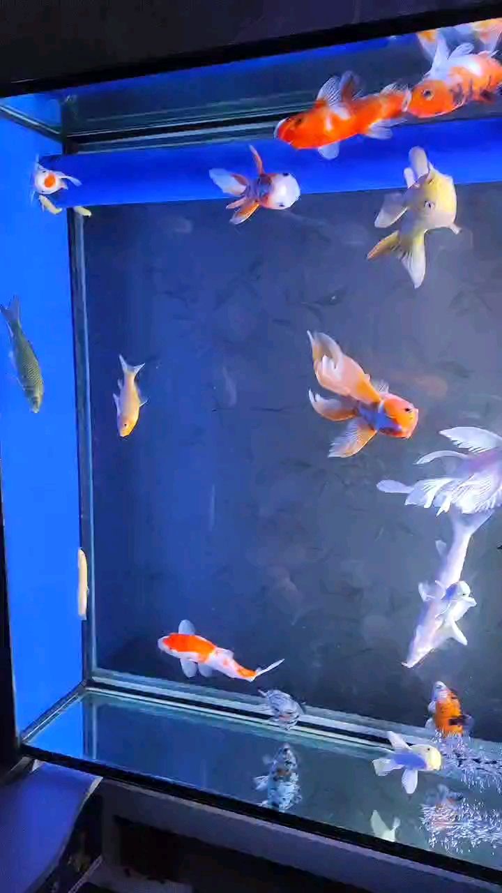 [haha][haha][haha][haha][haha] [haha][haha][haha][haha][haha] 龍魚論壇