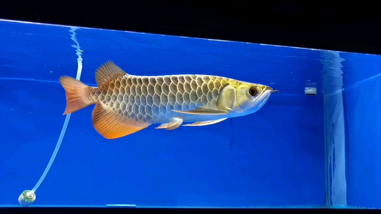 古典過背 古典過背 龍魚論壇