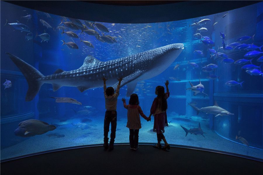 開一個水族館需要什么手續呢多少錢（開設水族館需要辦理一系列的手續和費用詳細信息）