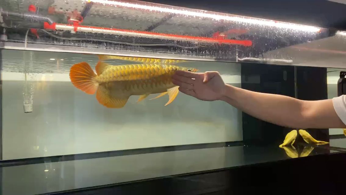 狀態(tài)太好容易掉鱗 狀態(tài)太好容易掉鱗 龍魚論壇 第1張