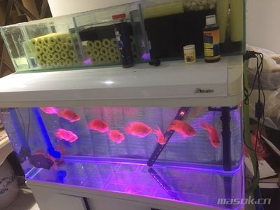 森森600魚缸質量好嗎