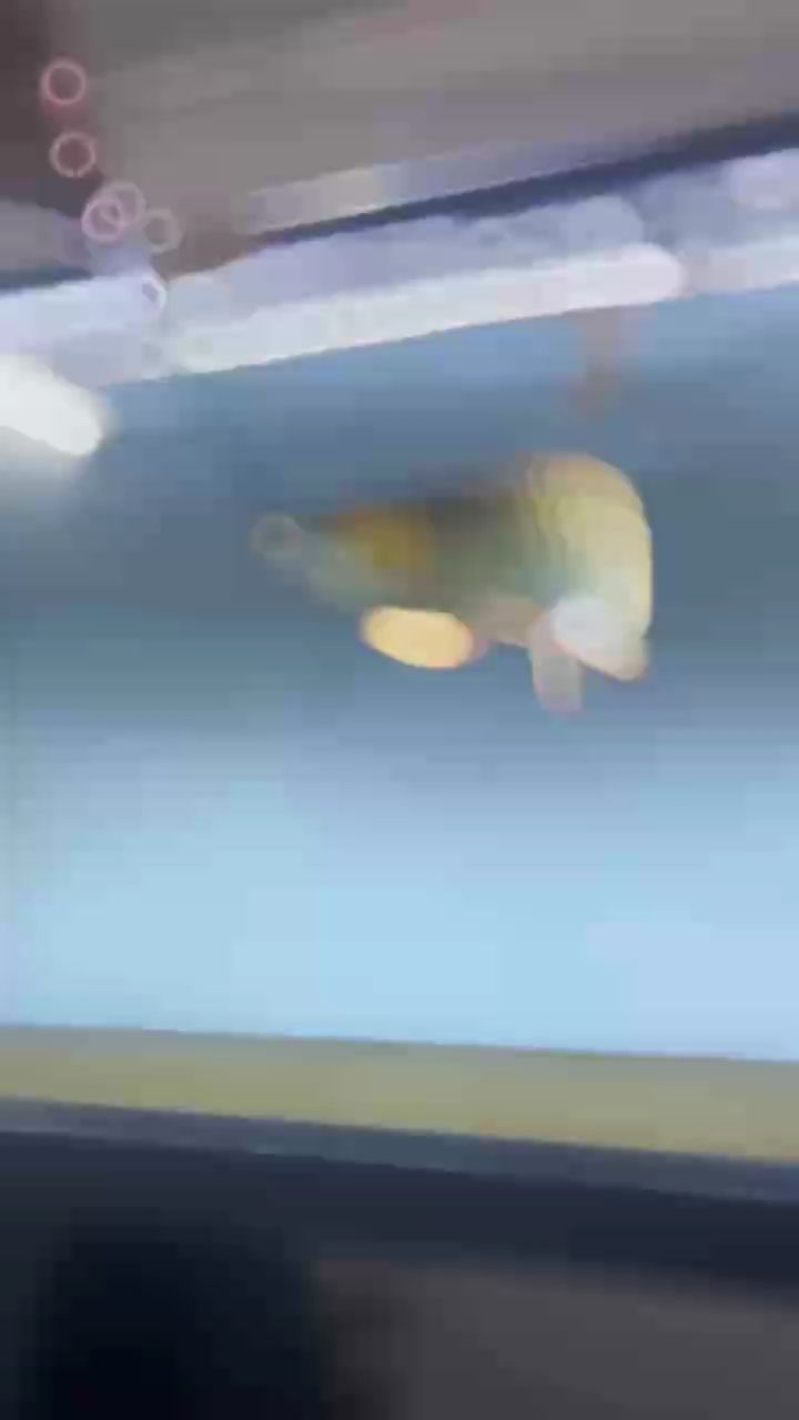 也不知道像它這么好看的魚以后會便宜了誰