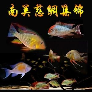 赤荔鳳冠魚屬于什么品種（赤荔鳳冠魚是一個包含多個不同品種的熱帶觀賞魚）