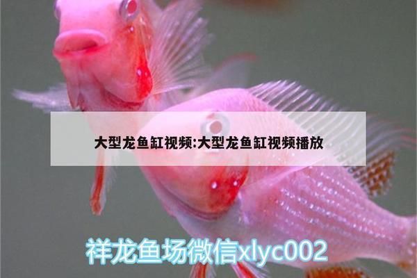 龍魚缸溫度30度高嗎？vs祥龍魚場：關于龍魚缸水溫的問題