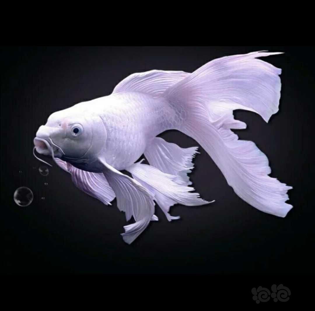 30cm魚缸能養(yǎng)幾條蝴蝶鯉：30cm寬的魚缸飼養(yǎng)蝴蝶鯉的注意事項，養(yǎng)魚密度的原則