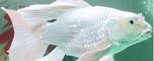 30cm魚缸能養(yǎng)幾條蝴蝶鯉：30cm寬的魚缸飼養(yǎng)蝴蝶鯉的注意事項，養(yǎng)魚密度的原則