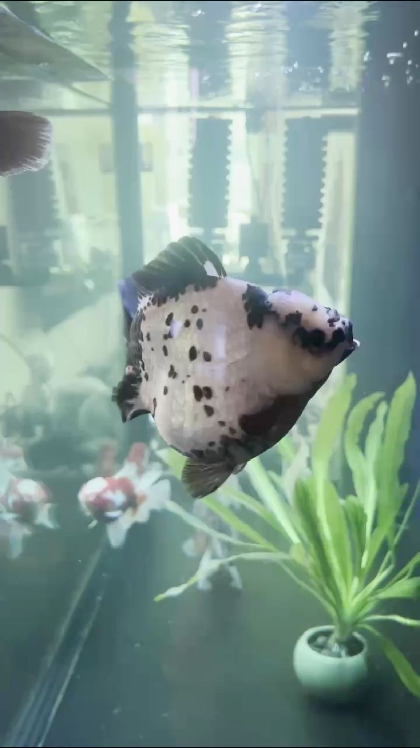 基本痊愈了 基本痊愈了 龍魚論壇