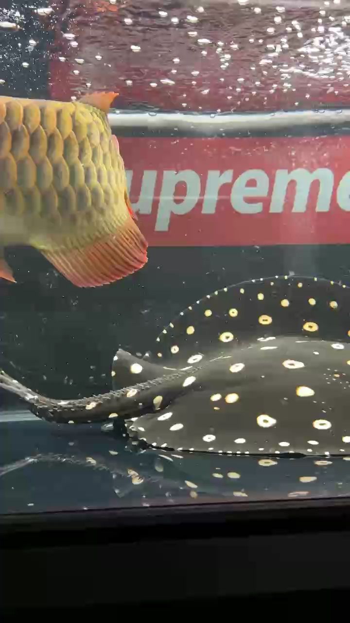 魚缸造景先放沙還是先放水(魚缸造景先鋪沙還是先放石頭) 剛換完水就屙 龍魚論壇 剛換完水就屙 剛換完水就屙 龍魚論壇