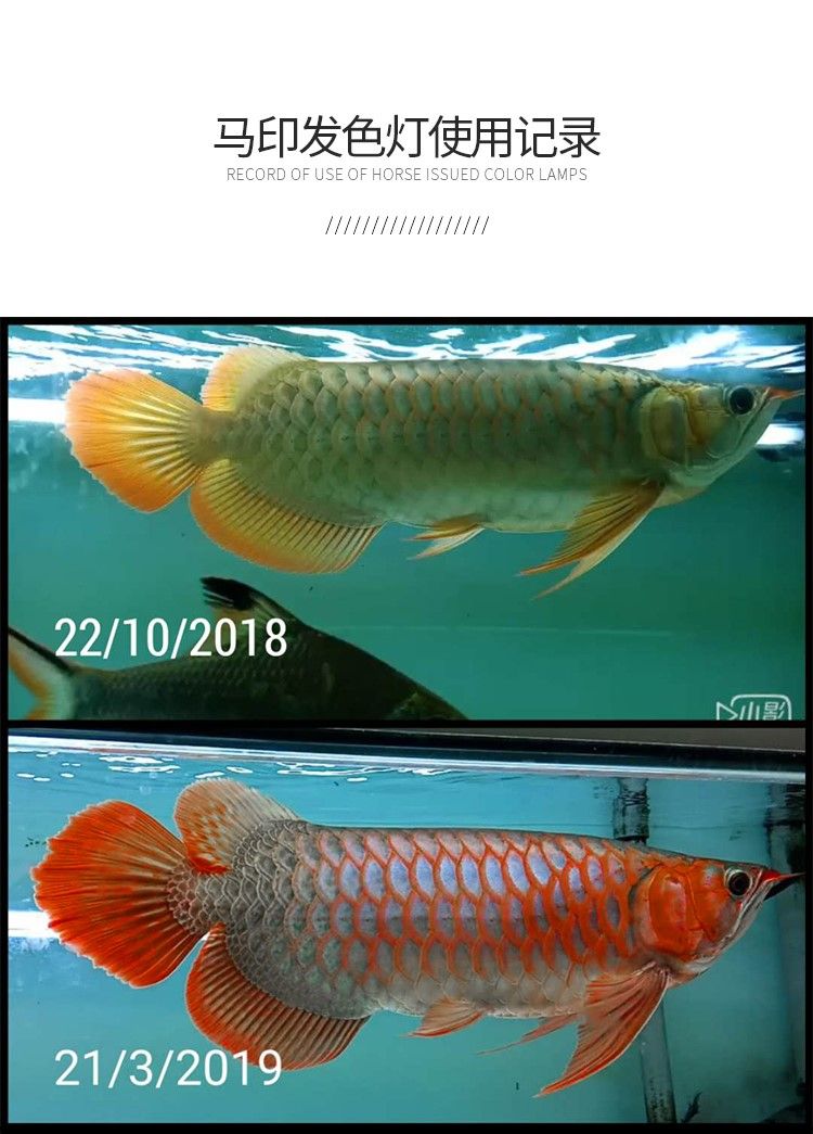 馬印龍魚燈管紅金龍魚專用燈T5潛水燈魚缸水族防水燈照明燈水中燈