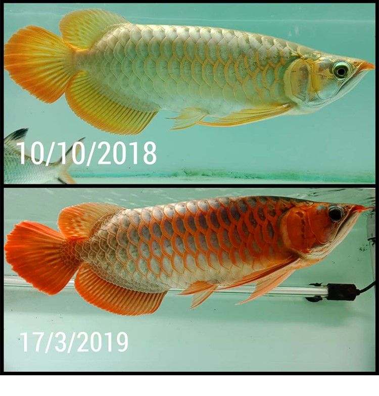 馬印龍魚燈管紅金龍魚專用燈T5潛水燈魚缸水族防水燈照明燈水中燈
