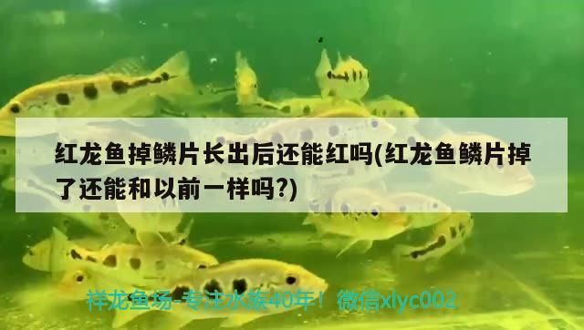 龍魚白點病除了加溫還加什么vs祥龍魚場：祥龍魚場的龍魚品種，龍魚白點病預防措施，龍魚適宜水溫范圍