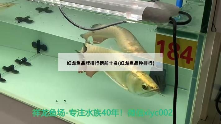 紅龍魚排行榜前十名品種有哪些名字：紅龍魚品種排行榜前十名品種 紅龍魚排行榜前十名品種有哪些名字：紅龍魚品種排行榜前十名品種 紅龍魚百科 第3張