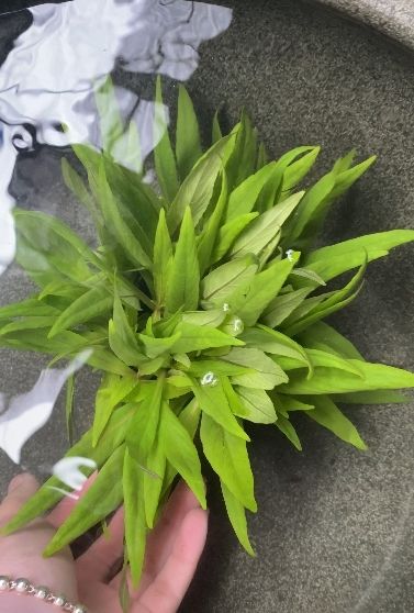 魚缸用增氧泵價格是多少:魚缸增氧機(jī)-xtrac增氧機(jī)-xtrac增氧機(jī) 古法缸之閉眼養(yǎng)的水草 龍魚論壇 古法缸之閉眼養(yǎng)的水草 古法缸之閉眼養(yǎng)的水草 龍魚論壇