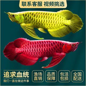 金龍魚活魚批發：金龍魚活魚批發價格 金龍魚活魚批發：金龍魚活魚批發價格 金龍魚百科 第1張