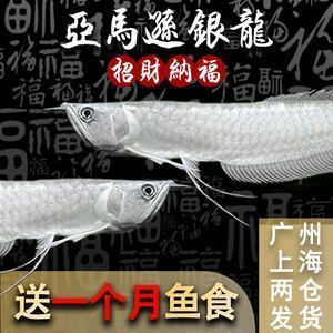 金龍魚活魚批發：金龍魚活魚批發價格 金龍魚活魚批發：金龍魚活魚批發價格 金龍魚百科 第4張