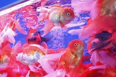 廣州紅龍魚批發市場地址電話查詢：廣州紅龍魚批發市場