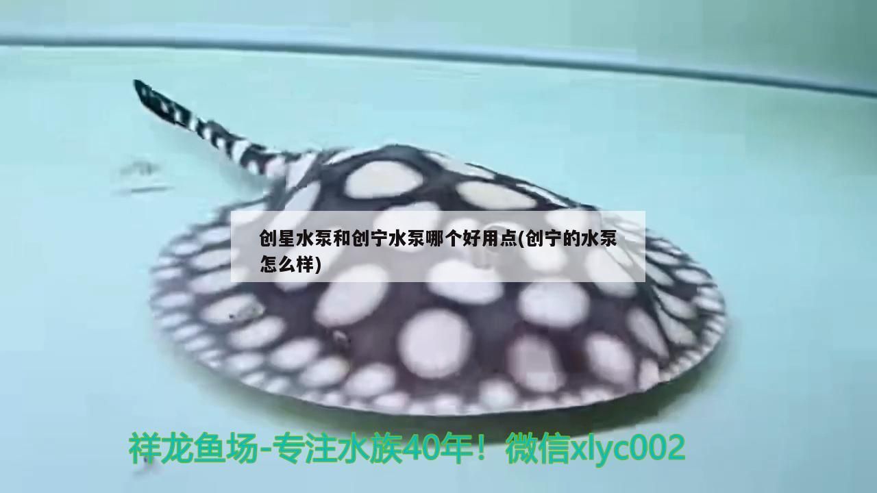 魚缸 創(chuàng)星水泵和創(chuàng)寧水泵哪個好用點(創(chuàng)寧的水泵怎么樣) 創(chuàng)寧水族 創(chuàng)星水泵和創(chuàng)寧水泵哪個好用點(創(chuàng)寧的水泵怎么樣) 創(chuàng)星水泵和創(chuàng)寧水泵哪個好用點(創(chuàng)寧的水泵怎么樣) 創(chuàng)寧水族