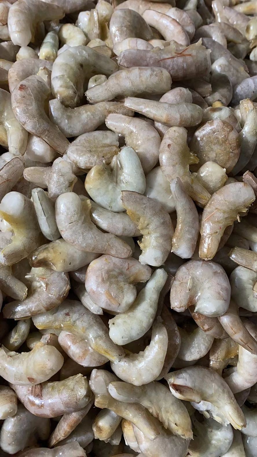 新鮮的喂魚凍蝦去頭尾蝦段 龍魚虎魚魚食 龍魚論壇 第3張 新鮮的喂魚凍蝦去頭尾蝦段 龍魚虎魚魚食 新鮮的喂魚凍蝦去頭尾蝦段 龍魚虎魚魚食 龍魚論壇 第3張
