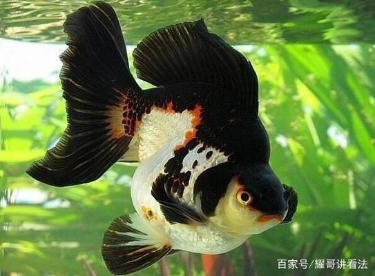 黃金貓魚幼魚適宜水溫范圍（黃金貓魚幼魚適宜水溫范圍為18°c至23°c，最適宜溫度為[需手動填充]）