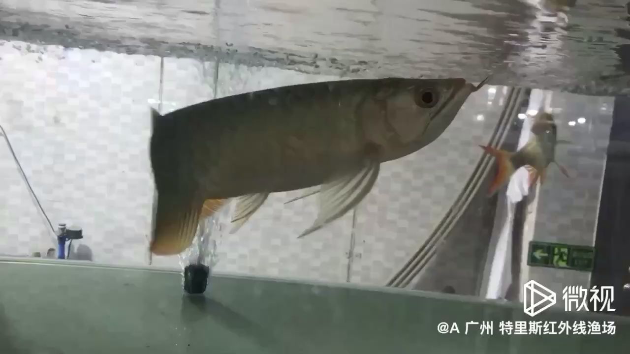 特里斯紅外線中國總部