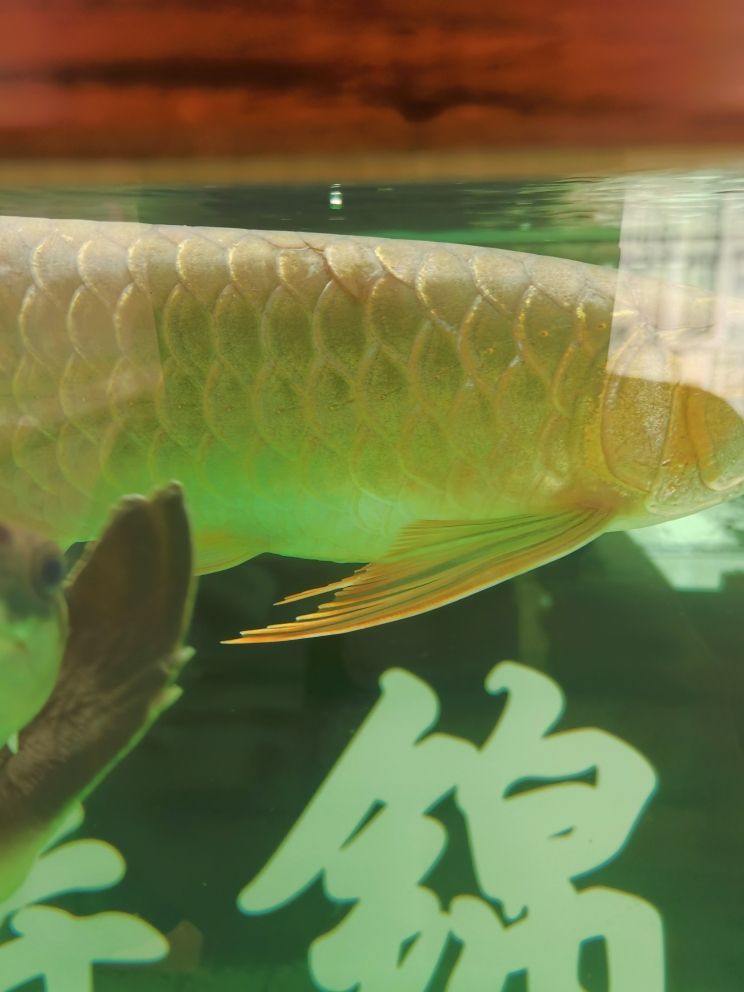 魚缸用增氧泵價格是多少:魚缸增氧機-xtrac增氧機-xtrac增氧機 四川魚缸品牌排行榜前十名 四川水缸價格 仟湖 四川魚缸品牌排行榜前十名 四川水缸價格 四川魚缸品牌排行榜前十名 四川水缸價格 仟湖