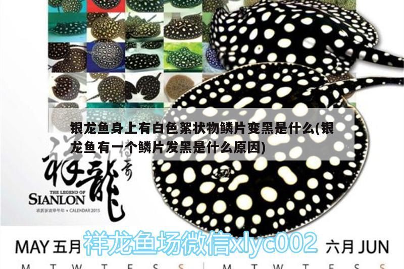 銀龍魚身上有白色絮狀物鱗片變黑是什么(銀龍魚有一個鱗片發(fā)黑是什么原因) 銀龍魚身上有白色絮狀物鱗片變黑是什么(銀龍魚有一個鱗片發(fā)黑是什么原因) 銀龍魚百科
