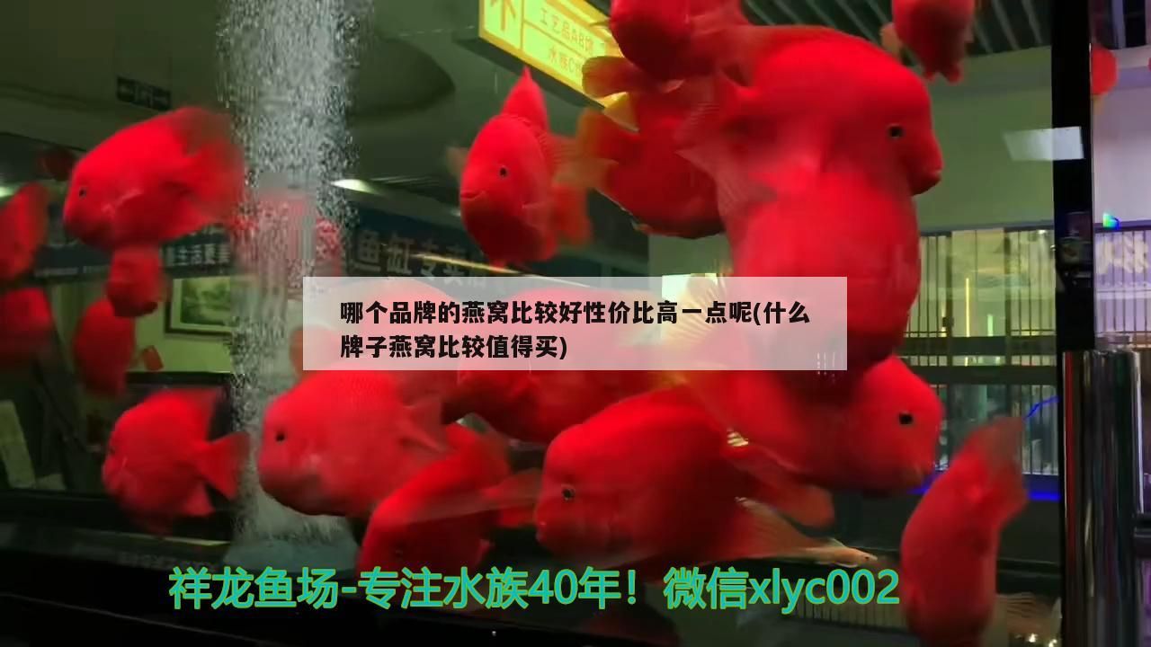 飼料 大魚缸工具魚有哪些 魚缸必備工具魚 創寧水族 大魚缸工具魚有哪些 魚缸必備工具魚 大魚缸工具魚有哪些 魚缸必備工具魚 創寧水族