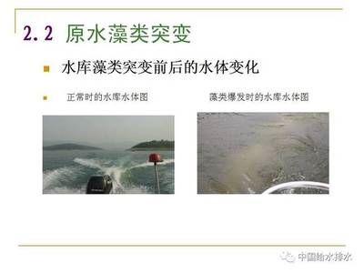 玉石金龍魚擺設(shè)怎么擺放好看：玉石金龍魚擺設(shè)的擺放之道，美學(xué)與風(fēng)水的交融