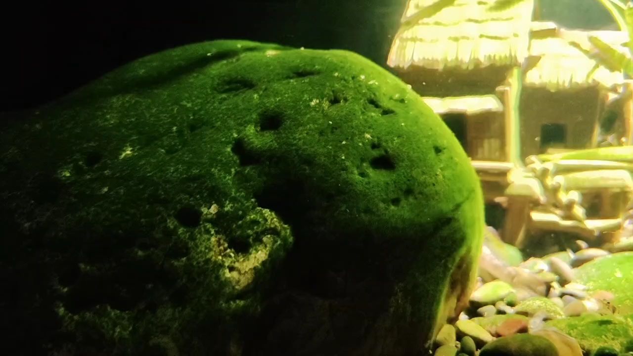 周末魚塊