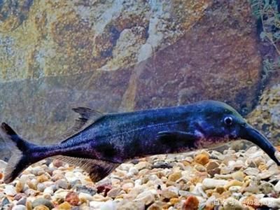 非洲圓頭象鼻魚（關于非洲圓頭象鼻魚的介紹）