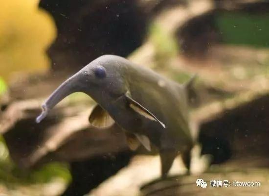 非洲圓頭象鼻魚（關于非洲圓頭象鼻魚的介紹）