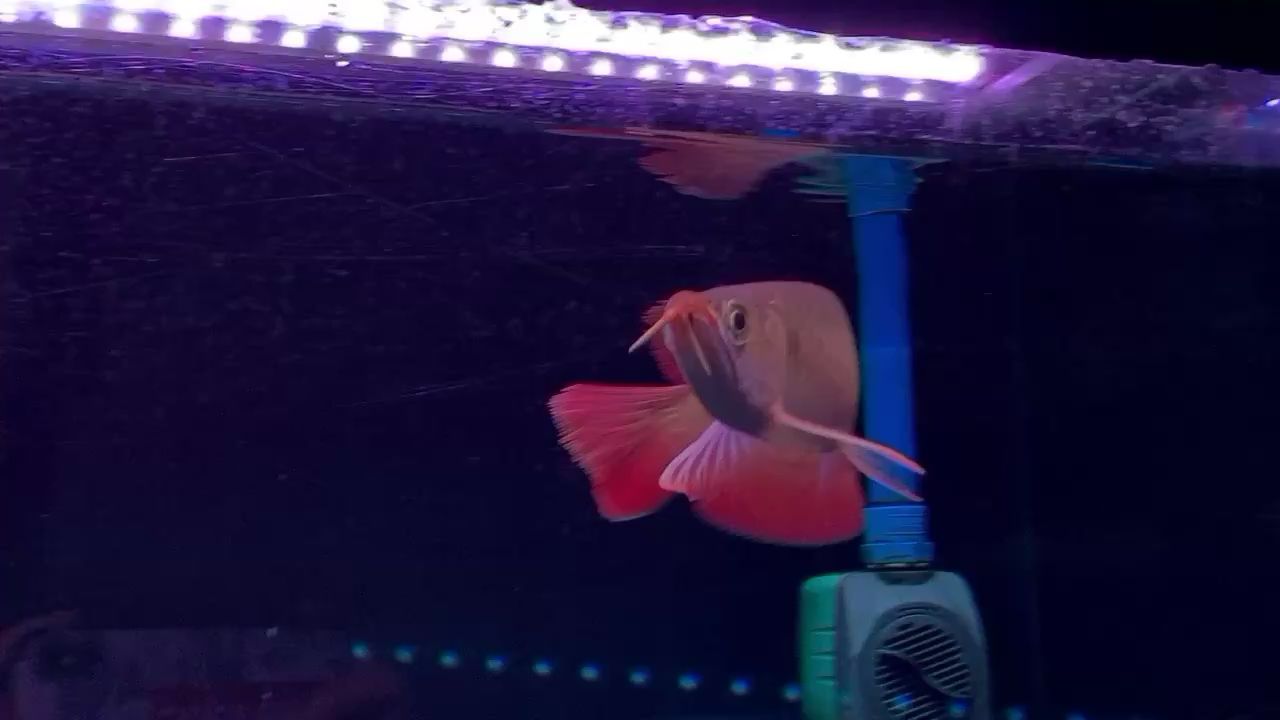 魚缸長青苔水渾濁（ 魚缸青苔多怎么回事）