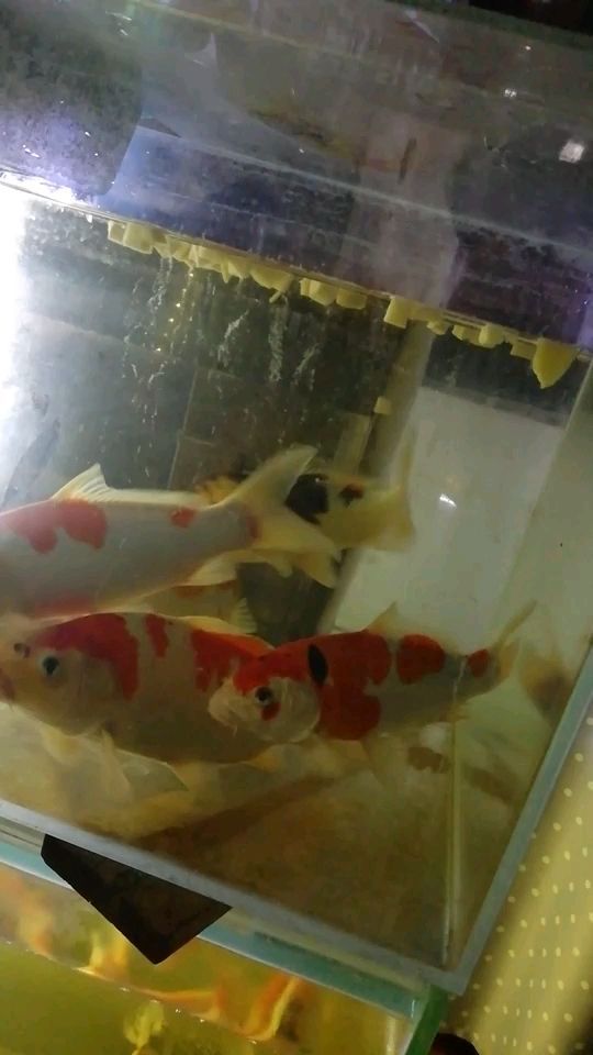 詳細(xì)閱讀:商丘觀賞魚(yú)養(yǎng)殖公司電話多少(商丘觀賞魚(yú)批發(fā)市場(chǎng)) 商丘觀賞魚(yú)養(yǎng)殖公司電話多少(商丘觀賞魚(yú)批發(fā)市場(chǎng))