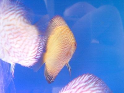 白化觀賞魚（白化觀賞魚的飼養注意事項） 白化觀賞魚（白化觀賞魚的飼養注意事項） 印尼大湖漁場產業聯盟 第1張