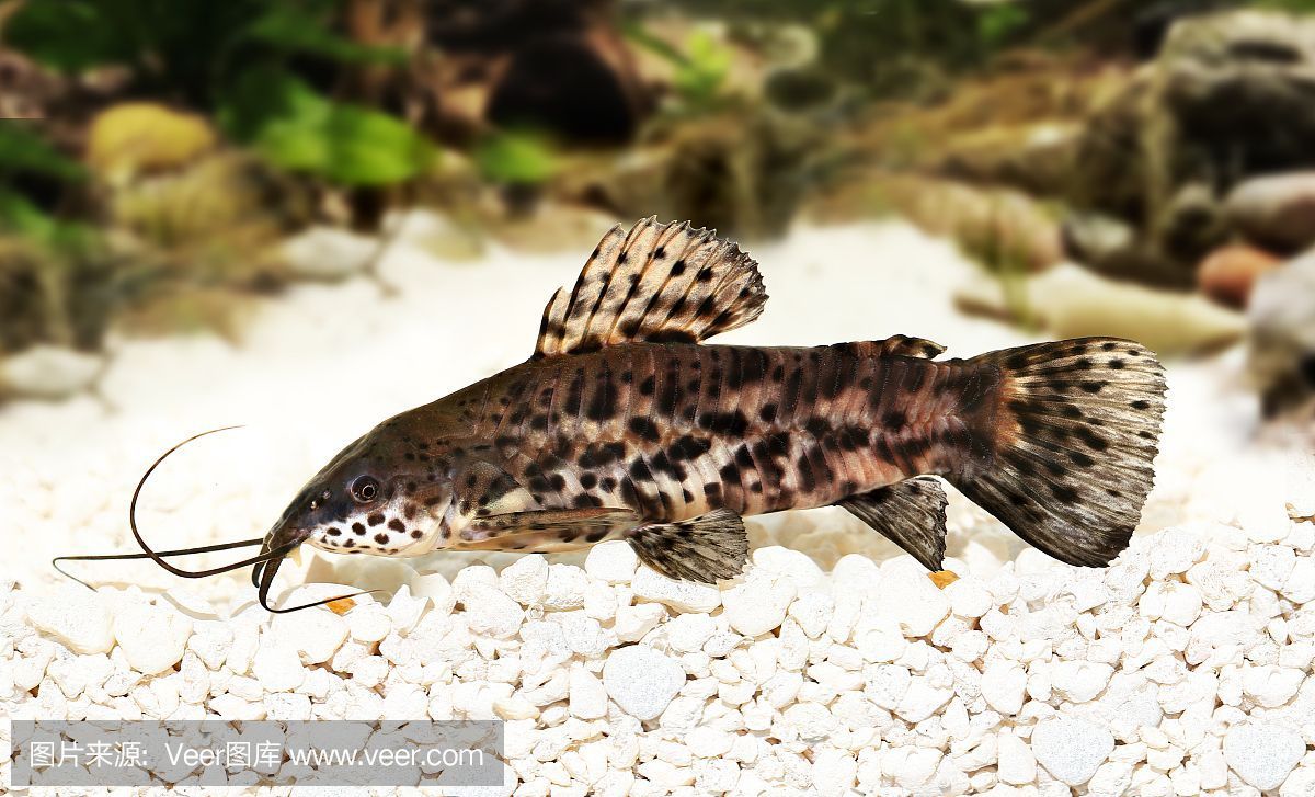 白化觀賞魚（白化觀賞魚的飼養注意事項） 白化觀賞魚（白化觀賞魚的飼養注意事項） 印尼大湖漁場產業聯盟 第3張