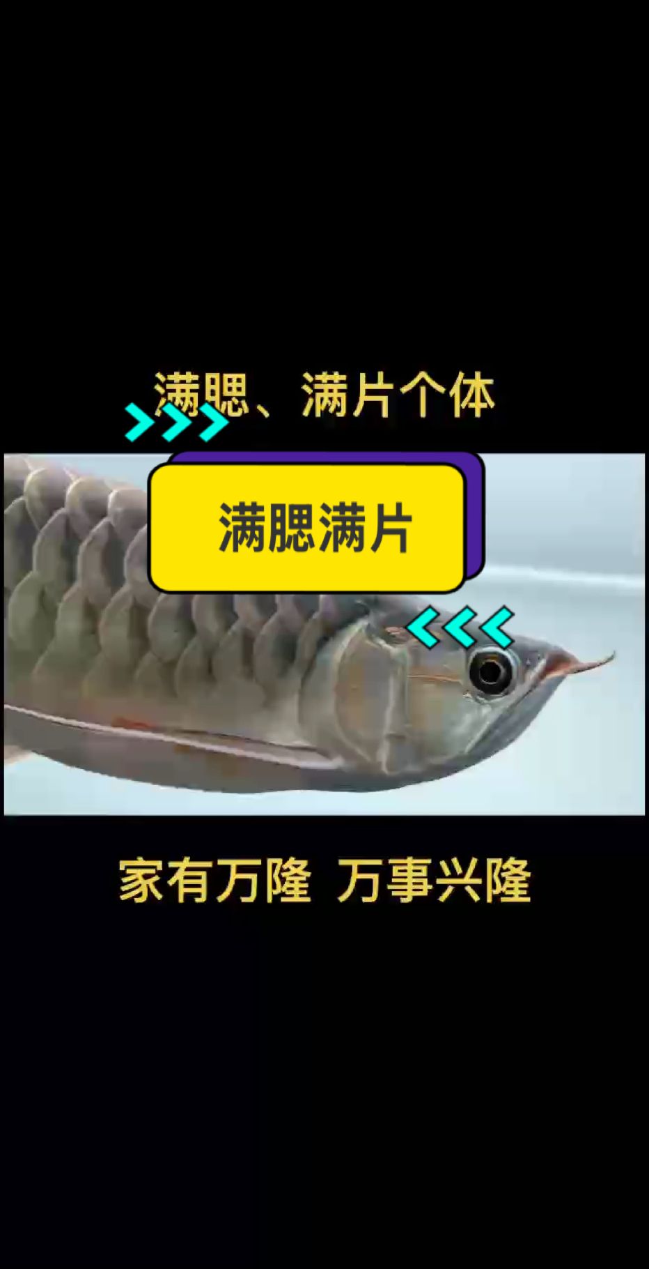 滿腮滿片必備三要素：
底色重
鱗粉多
鱗片厚
#萬隆天王紅龍 #龍魚 #紅龍 #觀賞魚