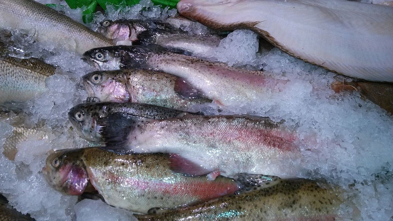 肺炎病人吃什么魚最好(肺炎患者能吃什么魚) 速倍妥魚糧魚藥 第4張 肺炎病人吃什么魚最好(肺炎患者能吃什么魚) 肺炎病人吃什么魚最好(肺炎患者能吃什么魚) 速倍妥魚糧魚藥 第4張